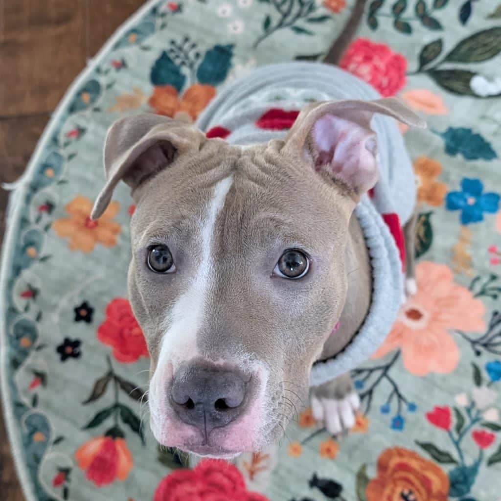 Meet Stola – Oh My Dog!