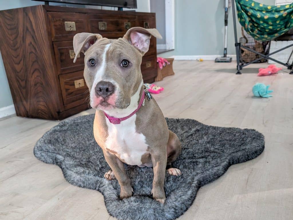 One Month with Stola – Oh My Dog!