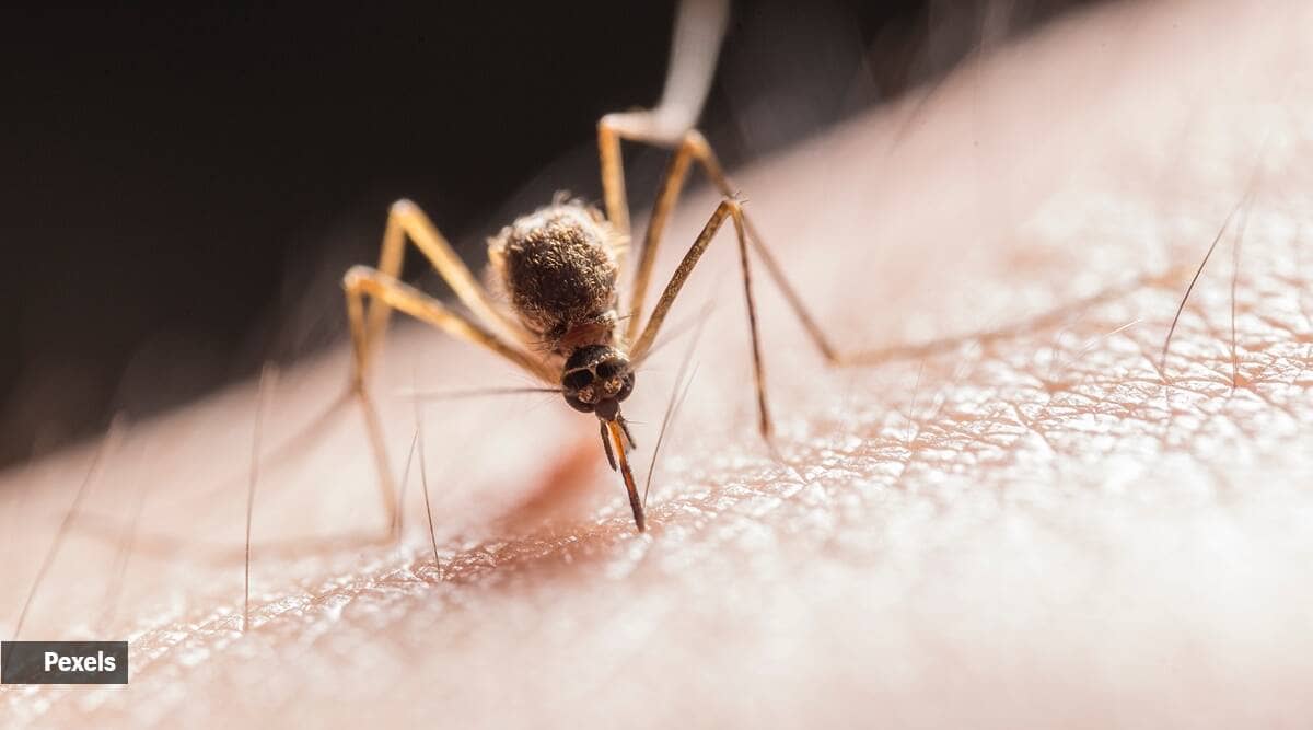 Assam: Japanese Encephalitis claims 85 lives in 2 months | North East India News