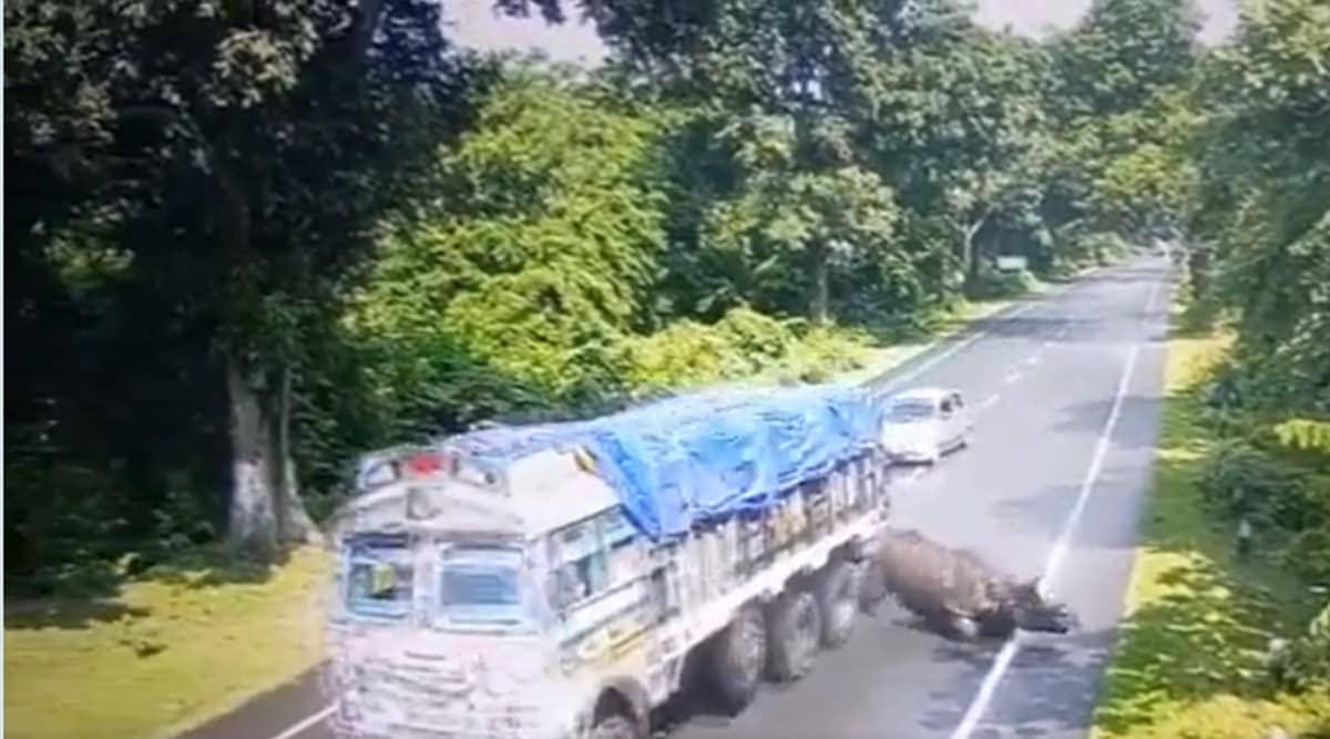 Watch: Rhino hit by truck in Assam’s Haldibari; CM Himanta says won’t allow infringement on their space | North East India News