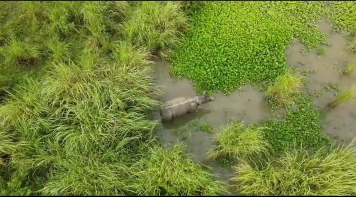 Rhino hit by truck in Assam ‘doing good’, says Assam CM; shares new video. Watch | North East India News