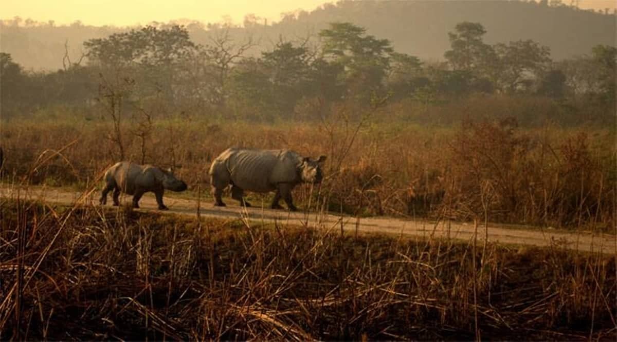 Rhino carcass found in Jan 2022, but it was killed in 2021: Officials defend Assam’s poaching-free year | North East India News