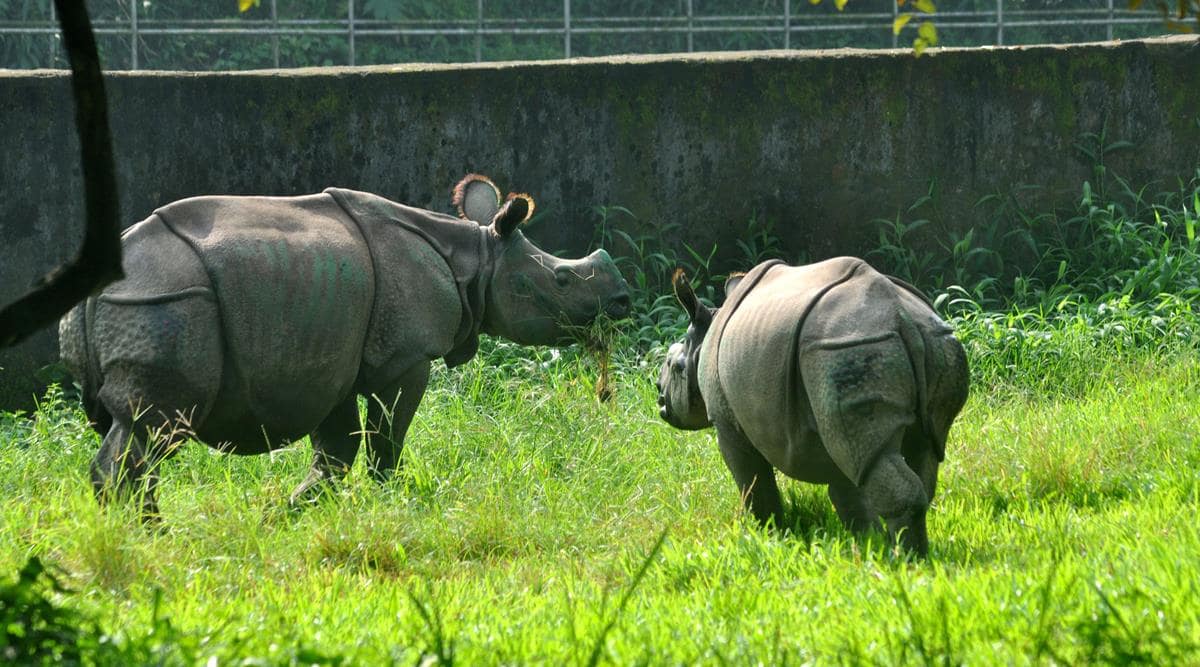 After ‘zero’ rhino poaching cases in 2022, Assam records first case in 2023 | North East India News