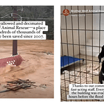 Giving Tuesday:  Appawlachia Strong – Oh My Dog!