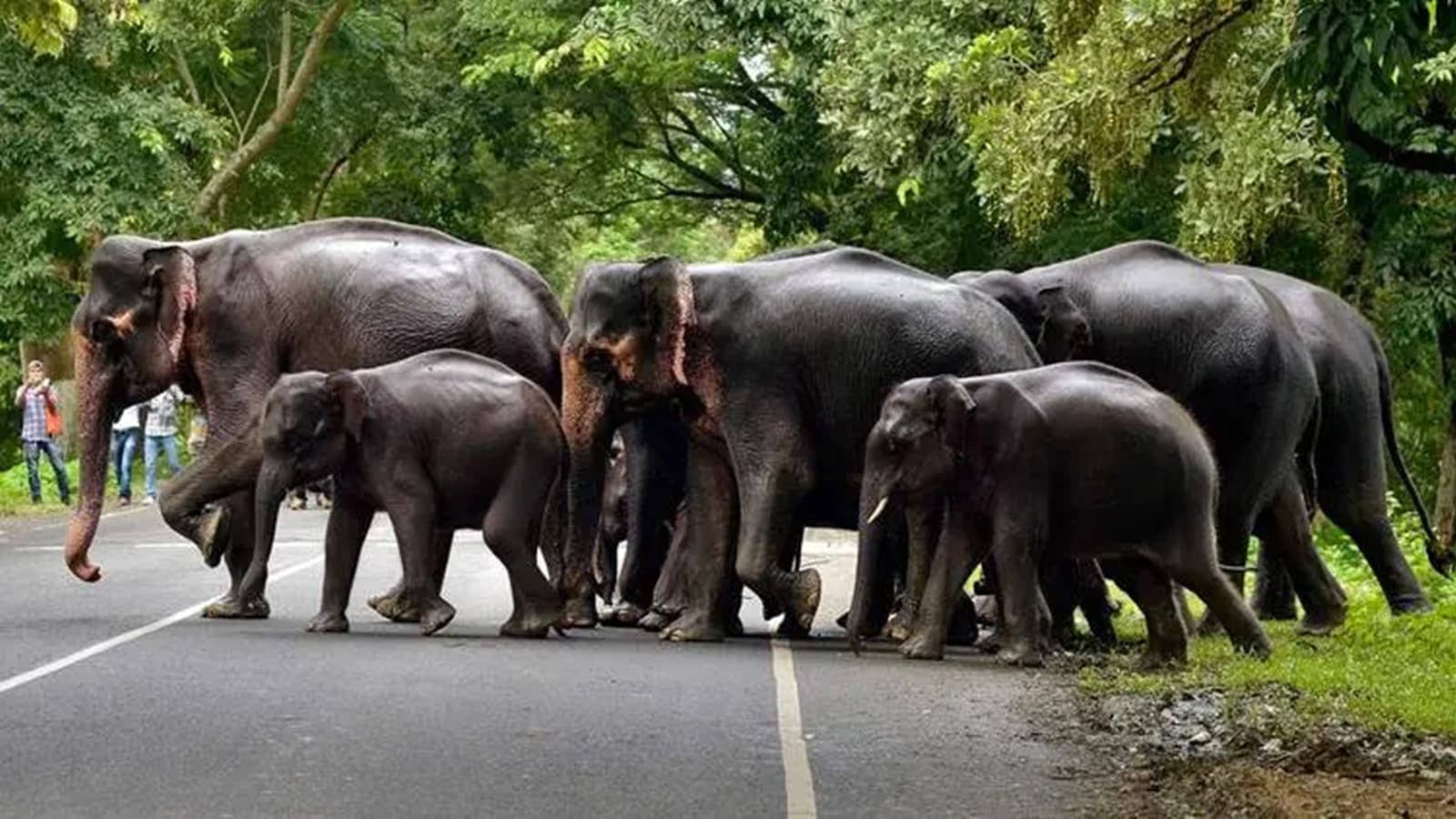 Assam elephant population rises from 5,719 to 5,828 in 7 years | North East India News