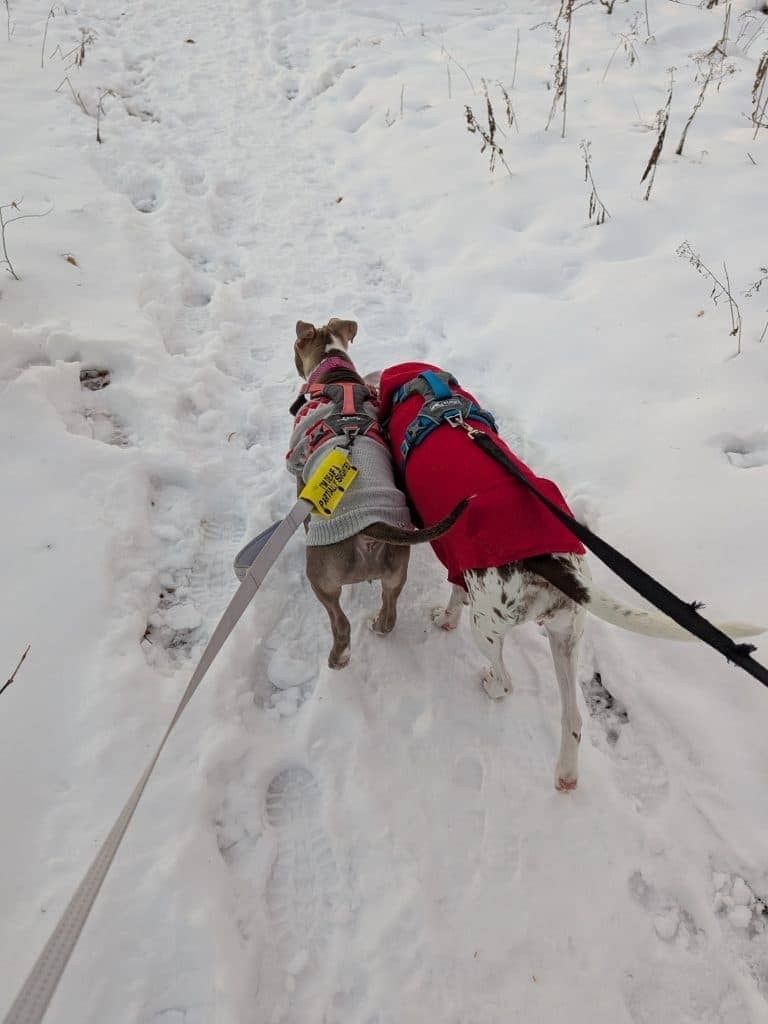 My Heart Wants Spring – Oh My Dog!